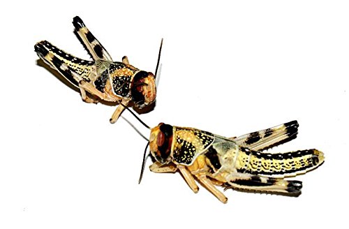 Feeders & More - Heuschrecken - Wüstenheuschrecken MITTEL - 300 Stück - Lebendfutter Insekten Wuestenheuschrecken - Futter für Reptilien, Bartagamen und Amphibien - Futterinsekten & Haustierfutter