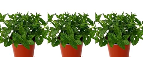 Pack de 3 plantas aromáticas de Hierbabuena, 20-30 cm. Mentha spicata. Planta aromática de hojas verdes, lanceoladas, olor fresco; usados ​​en cocina, infusiones y remedios. Segura Garden.