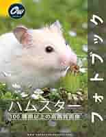 NEWS - ハムスター maxresdefault.jpg