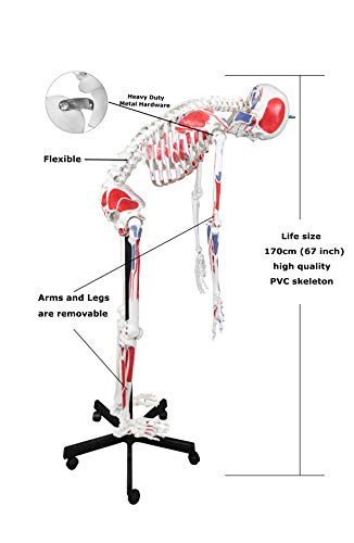 Vision Scientific VAS230 Full Size Flexible Human Skeleton with Hand Painted Muscles -67” | Flexible Articulated Spinal Column | Mounted On Roller Base with Instruction Manual - Thumbnail 2