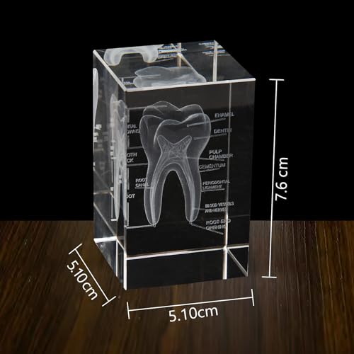 Image of 3D Human Crystal Tooth Model SingleTooth Analysis ModelMedical Dental Education Tool for Educational Science Office Decor Dentists Gifts