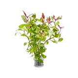 SubstrateSource Live Aquarium Red Stem Plants...