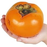 果樹苗 カキ 完全甘柿 太秋 1株/ 国華園 25年秋商品