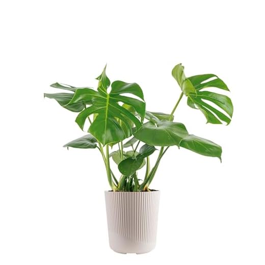 Costa Farms Monstera Indoor Plant