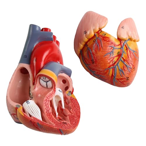 Image of Life Size Anatomical Heart Model 34 Anatomically Structures PVC Material