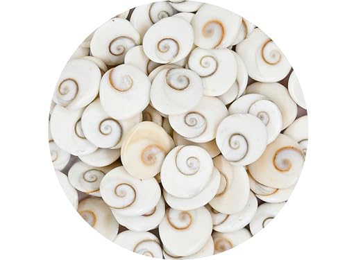 Crystal Heaven Certified Gomati Chakra Original River Stones - 11 Pieces Gomti Chakra Original from Gomathi River Dwarka (11 Pieces)