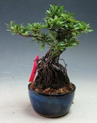 盆栽 花芽付き 皐月 サツキ 香取姫 根上がり 4273 22春開花予定 Miraisoken Com