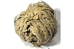 Rose of Jericho
