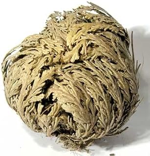 Rose of Jericho - Resurrection Plant / Flower - Selaginella Lepidophylla - Dried Rose