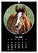 Crazy Horses (Wall Calendar 2026 DIN A3 High), CALVENDO Monthly Calendar: Horses from Their Funny Side