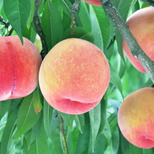 先行予約 もも 川中島 約2kg(約6〜8玉) 2026年産 令和8年産 8月中旬〜9月上旬頃発送 桃 白桃 モモ 果物 フルーツ 山形県産 ※沖縄・離島への配送不可 ja-moknx2