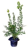callistemon laevis taille Planta resistente. Calistemon Arbusto Natural Árbol de Exterior con Follaje Atractivo