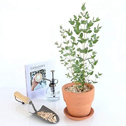 Amazon | LAND PLANTS ユーカリ （グニー) 皿付テラコッタ オレンジ