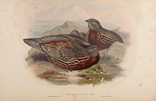 Tableau oiseau Lerwa Nivicola par John Gould pour créer un cocon vintage dans votre chambre