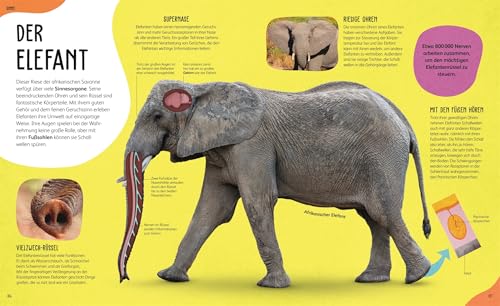 Anatomie der Tiere: Das geheimnisvolle Innenleben unter Fell, Federn und Schuppen. Tieranatomie großartig visuell aufbereitet. Für Kinder ab 7 Jahren