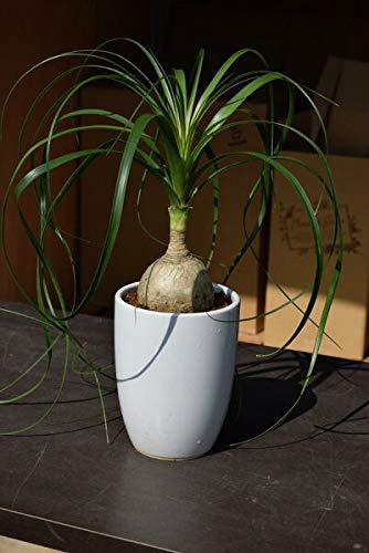 Amazon｜人気観葉植物 トックリラン｜観葉植物 オンライン通販