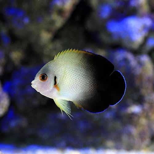 （海水魚）ヤッコ ナメラヤッコ Ｓサイズ（１匹）