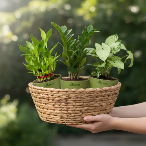 Image of ZZ Green, Lucky Bamboo & Syngonium Green Live Indoor 3-Plant Combo in 4-Inch Self-Watering Matte GreenPots | Low-Maintenance, Air-Purifying Houseplants for Home, Office & Desk Decor