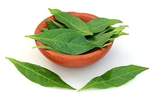 Mehndi Henna Plant_pack of 20 seeds (B0BDBLF18R) Amazon Price History, Amazon Price Tracker