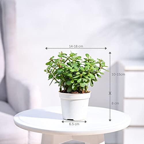 Image of UGAOO Combo of 2 Indoor Live Plants for Home Decor with Grow Pot - Money Plant Golden, Jade Plant
