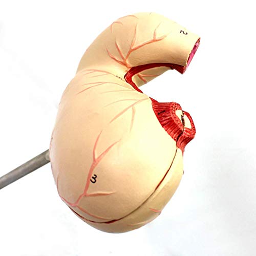 Modelo De Estudo Estômago Modelo Anatômico, Anatomia Humana Modelos Científicos - Sistema Digestivo