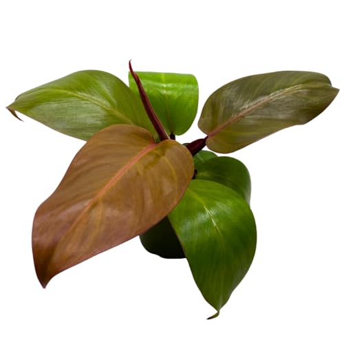 BubbleBlooms Philodendron McColley's Finale, 4 inch Bright Red Philo