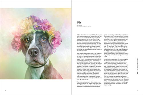 Pit Bull Flower Power