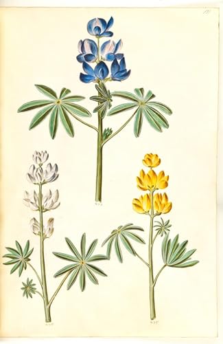 Affiche Toile Lupinus Pilosus Holtzbecker habillage mur vide