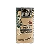 Whitebark Pine | Tree Seed Grow Kit | The Jonsteen Company
