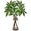 Green Money Tree#clear Vase