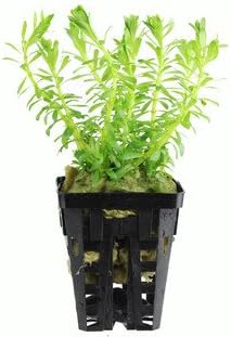 Rotala Boshi - Nanjenshan - 1 Bunch - Live aquarium plant