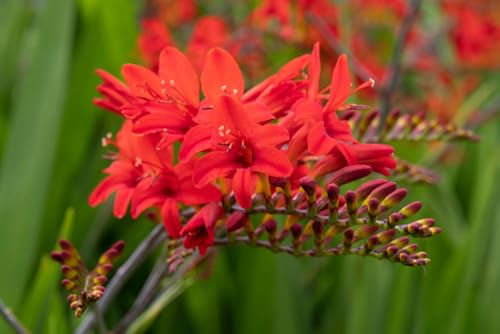 Fiery Red Lucifer Crocosmia - Grow Award Winning Plants - Mid to Late Summer Blooms (10 Bulbs)