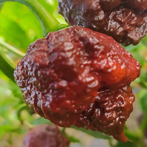 Big Black Mama, 10 graines, Capsicum chinense (417) Cover