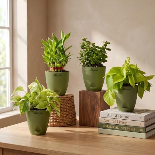 Image of Marble Money Plant, Lucky Bamboo, Jade Plant & Golden Money Plant Live Indoor 4-Plant Combo in 4-Inch Self-Watering Matte Green Pots | Vastu Prosperity, Feng Shui Lucky Plants for Wealth