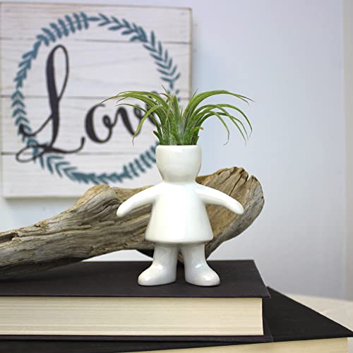 3.5 Inch White Ceramic Girl Shaped Planter with Live Tillandsia Air Plant - Potted Indoor Air Plants with People and Pet Shaped Air Plant Holders for Home and Office Decor