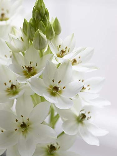Urban Gardens Ornithogalum Or Chincherinchee White Flower Bulbs(Pack Of 10 Bulbs) (B07C5SKNQM) Amazon Price History, Amazon Price Tracker