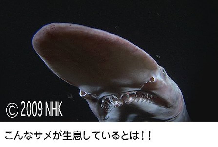 (未使用･未開封品)幻のサメを探せ~秘境 東京海底谷~ [DVD] Amazon.co.jp: 幻のサメを探せ~秘境 東京海底谷~ [DVD