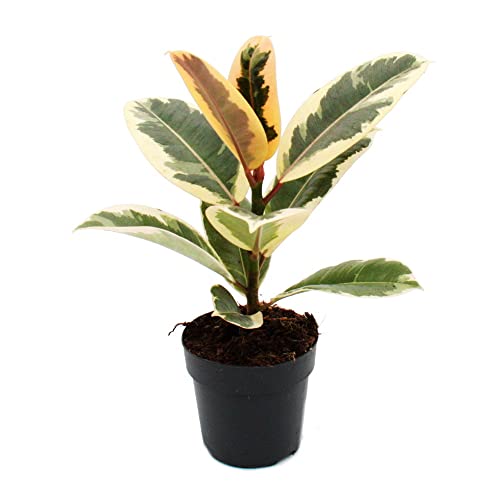 Exotenherz - Weissbunter Gummibaum - Ficus elastica'Tineke' - 11cm Topf