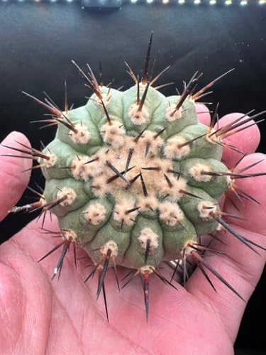 黒王丸」の人気商品一覧 | 安い商品を通販サイトから探す - 価格.com