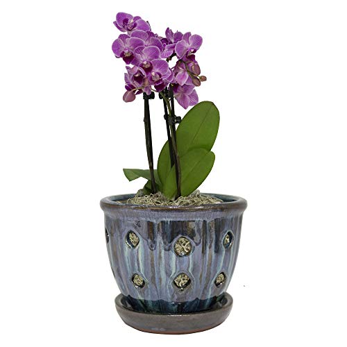 TRENDSPOT 5in Orchid Indoor Planter, 5 inch, Blue