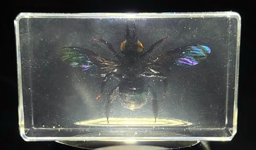 Image of 2.3 inch Real Carpenter Bamboo Bee w /Open Wings in Crystal Clear Lucite Resin Specimen Preserved Insect Taxidermy Collection for Biology Science Education & Desk Ornament Display Supplies Paperweight