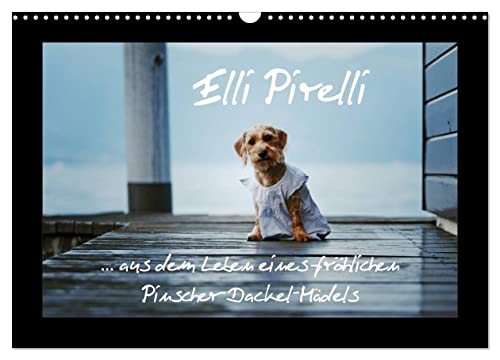  Elli Pirelli... aus dem Leben eines fröhlichen Pinscher-Dackel-Mädels (Wandkalender 2026 DIN A3 quer), CALVENDO Monatskalender: ... aus dem Leben eines fröhlichen Pinscher-Dackel-Mädels