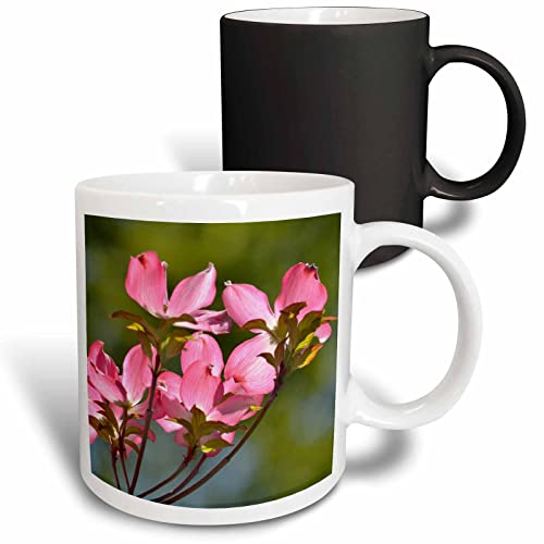 3dRose Pretty Pink Dogwood Flowers in Spring 11oz Magic Transforming Mug