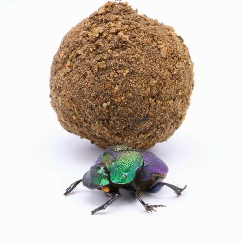 Poo Fighters and Nutrient Recyclers: the Incredible Dung Beetle