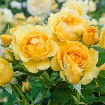 PlantaZee Grafted Flower Yellow Climbing Rose Plant (1 Healthy Plants in Polybag) (B09W93QXQ3) Amazon Price History, Amazon Price Tracker
