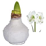 Kölle's Beste! Gewachste XL-Amaryllis- Zwiebel, rote Blüte, Dekor 'Chrystal White' Weiße Blüte