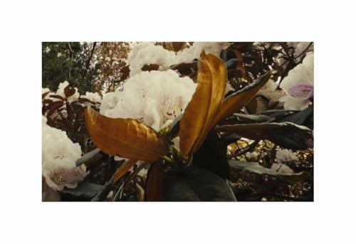 Pcs - 5x Rhododendron Grande - Silber-Rhododendron Arbuste Plantes - Graines ID1719 - Seeds & Plants Shop by Ipsa