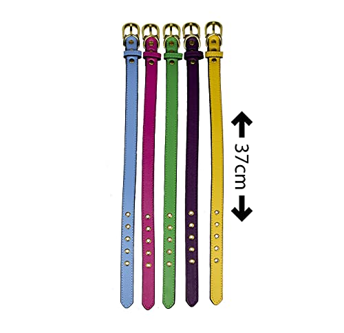 Collare in Vera Pelle per cani di piccola e media