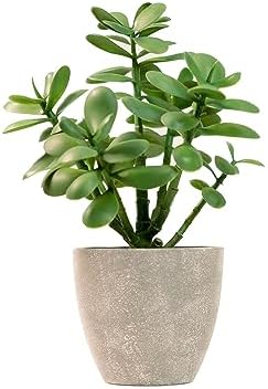 365 Blooming Decor 12” Artificial Jade Plant in Minimalist Gray P...