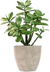 365 Blooming Decor Plante artificielle de jade en pot 12 inch-Luxury Faux Succulent Plant for Home, Bureau, Décoration de plateau de livre, Argentier, Faux Crassula ovata